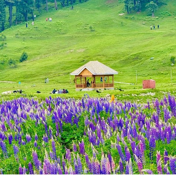 Gulmarg